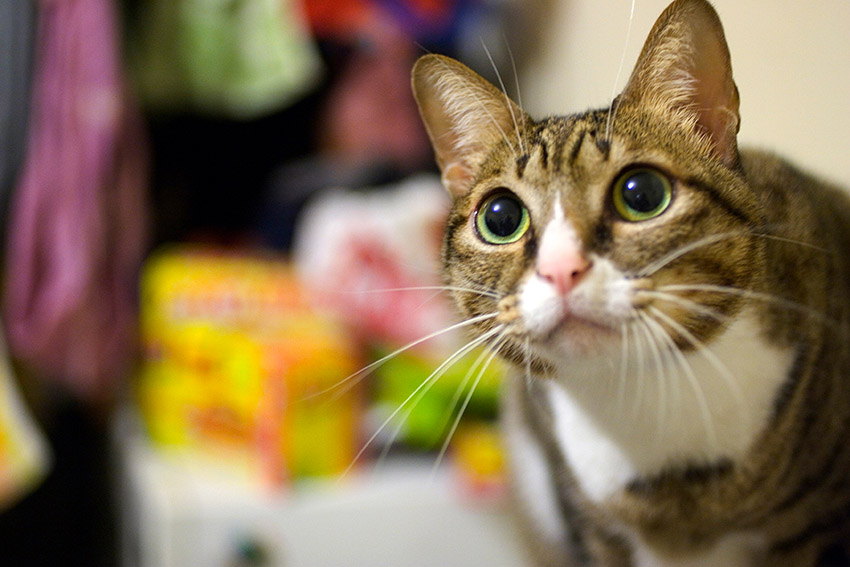 【美好時光】我們常懷念的愛貓：Kiwi，美麗舊照分享