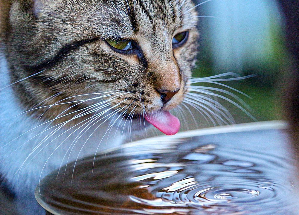 貓要飲幾多水？