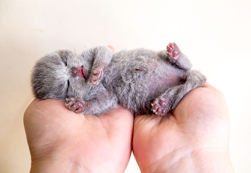 Newborn Kittens in 2018